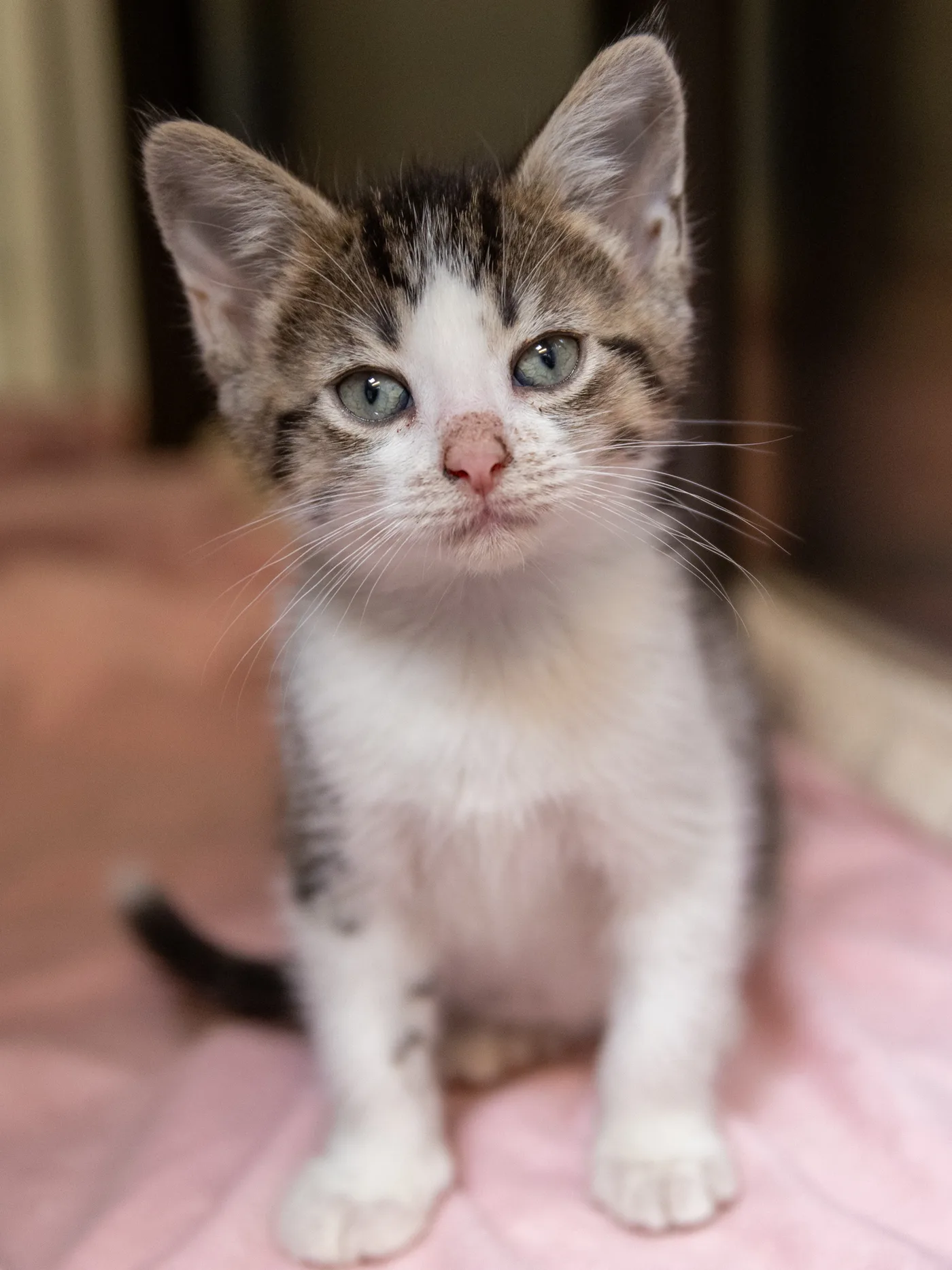 Favorite Grapevine Animal Shelter Pet Portraits — photo 6